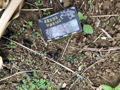 Cervus nippon taiouanus