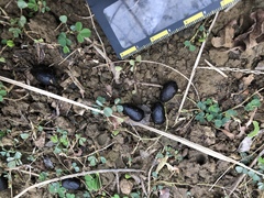 Cervus nippon taiouanus