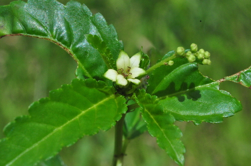 Croton lundianus