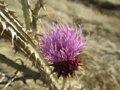 Onopordum carduelium