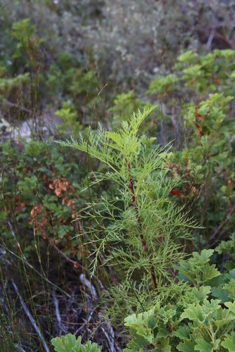 Image of Notobubon tenuifolium by (c) Tony Rebelo, some rights reserved (CC BY-SA)