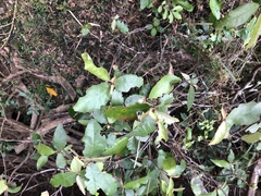 Croton cascarilloides