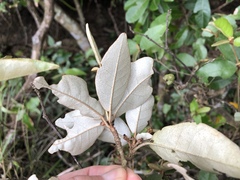 Croton cascarilloides