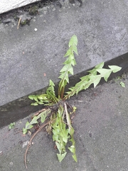 Taraxacum officinale