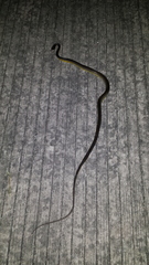 Chironius carinatus