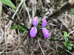 Hypoestes cumingiana