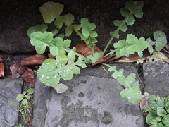 Sonchus oleraceus