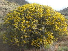 Genista microphylla