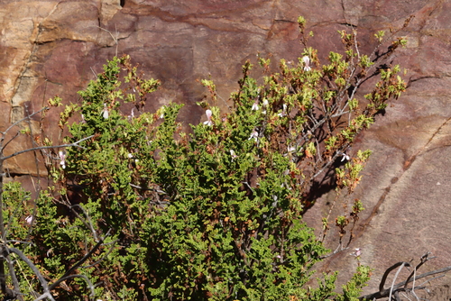 Image of Pelargonium panduriforme by (c) Tony Rebelo, some rights reserved (CC BY-SA)