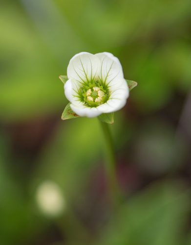 Himalayan Bog Star (Parnassia nubicola)