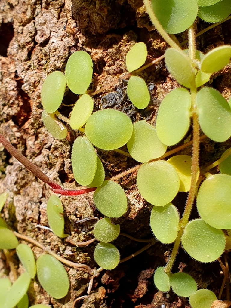 Peperomia circinnata
