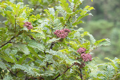(c) Morten Ross, some rights reserved (CC BY) Sorbus microphylla, photograph (c) Morten Ross, some rights reserved (CC BY)