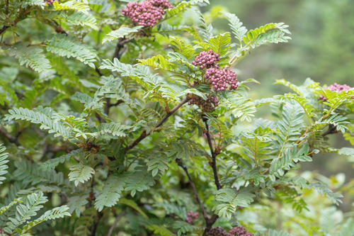 Sorbus microphylla, photograph 2