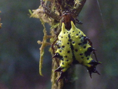 Micrathena decorata