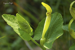 Aristolochia lutea