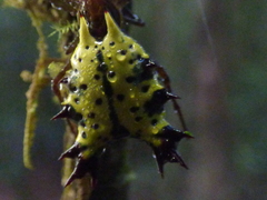 Micrathena decorata