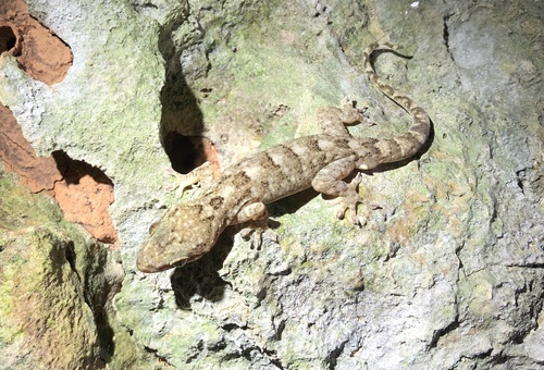 Gekko hokouensis