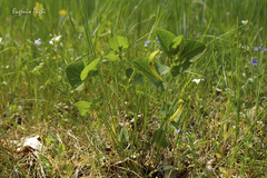 Aristolochia lutea