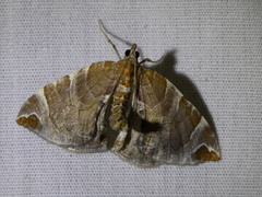 Eulithis molliculata