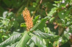 Hedychium densiflorum, photograph Morten Ross, CC BY, iNaturalist via GBIF