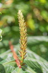Hedychium densiflorum, photograph Morten Ross, CC BY, iNaturalist via GBIF