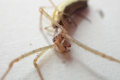 Tetragnatha versicolor