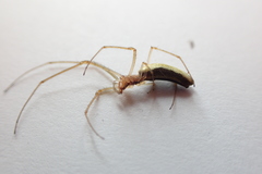 Tetragnatha versicolor