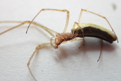 Tetragnatha versicolor