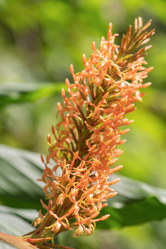 Hedychium densiflorum