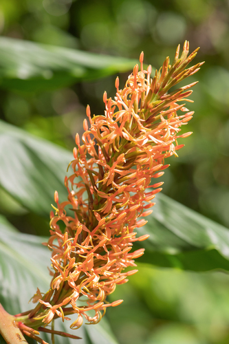 Hedychium densiflorum, photograph 2