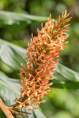 Hedychium densiflorum, photograph Morten Ross, CC BY, iNaturalist via GBIF