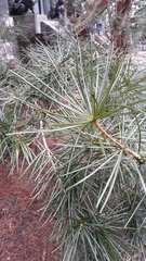 Sciadopitys verticillata