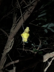 Troides aeacus formosanus