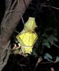 Troides aeacus formosanus