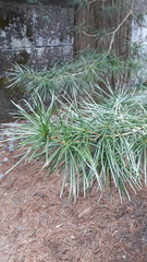 Sciadopitys verticillata