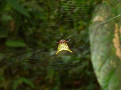 Micrathena lucasi