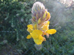 Adenocarpus foliolosus