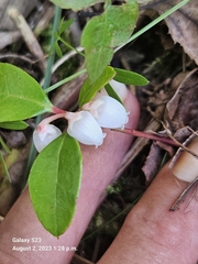 Gaultheria procumbens image