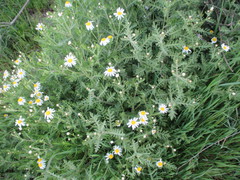 Argyranthemum adauctum