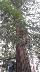Sciadopitys verticillata