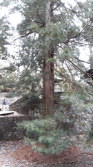 Sciadopitys verticillata