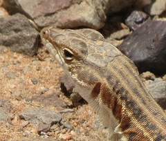 Pedioplanis burchelli