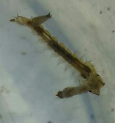 Psorophora howardii