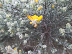 Genista microphylla