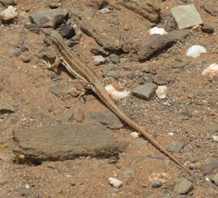 Pedioplanis burchelli