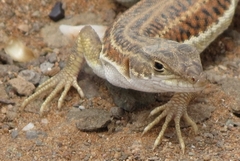 Pedioplanis burchelli