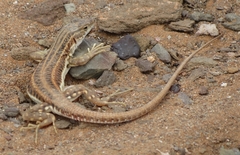 Pedioplanis burchelli