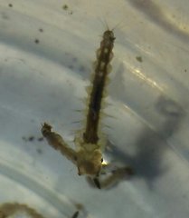 Psorophora howardii