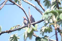 Patagioenas flavirostris