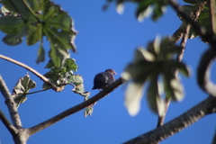 Patagioenas flavirostris